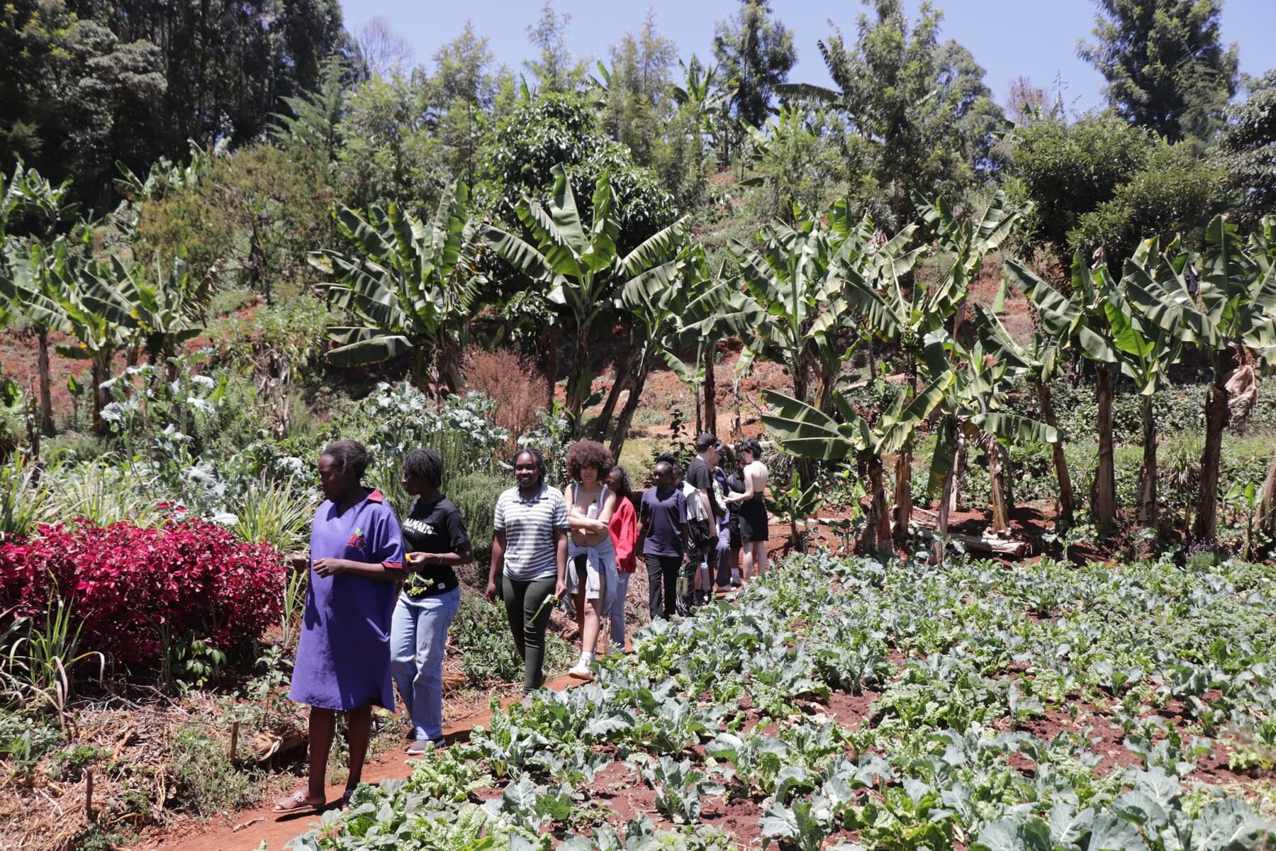 Walking through a farm plot of banana trees and vegetable rows in East Africa